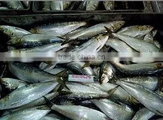 Frozen Seafood Frozen Sardine for Sale