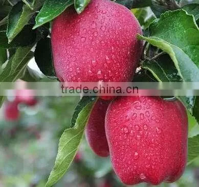 China Fresh Fruit Price for Export Fresh Huaniu Apple photo-3