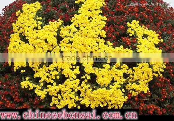 Chrysanthemum photo-5