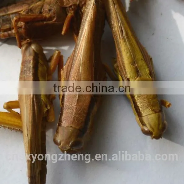 Freeze Dried Locusts Use for Pet Chicken Guinea Fowl and Blue Peacock and Mandarin Ducks photo-2