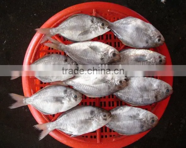 Silver Pomfret