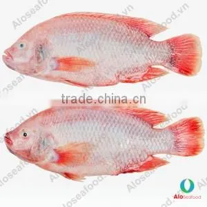 BLACK TILAPIA/ RED TILAPIA/ OREOCHROMIS/ PERCH photo-2