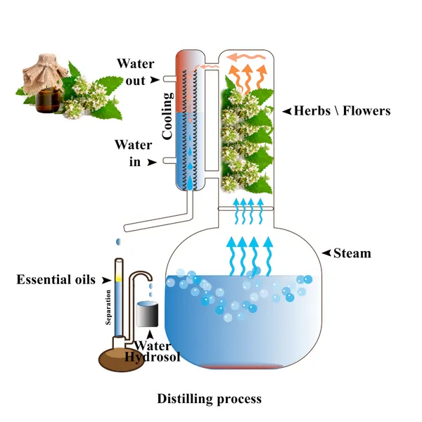 100L - 500L Honeysuckle Plant Flower Leaf Essential Oil Extractor Extraction Machine Essential Oil Distillation Equipment photo-6