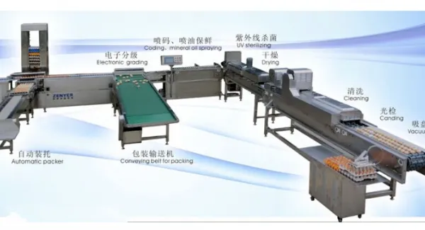 Egg Cleaning Sorting Packing Line photo-5