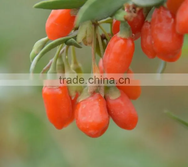 Organic Chinese Goji Berry 2016