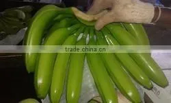 FRESH CAVENDISH BANANA