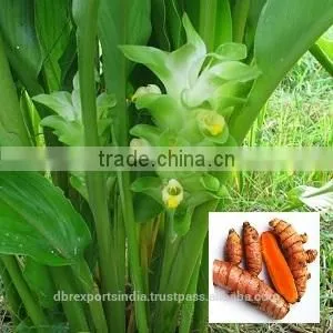 Turmeric Oil
