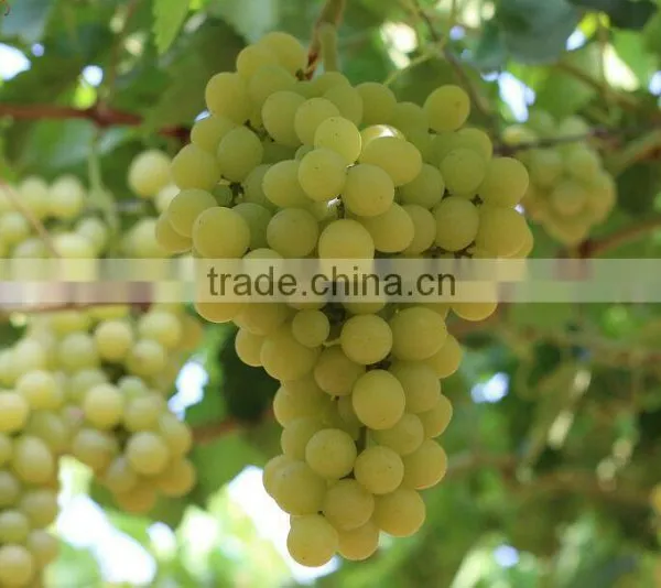 GRAPES photo-5