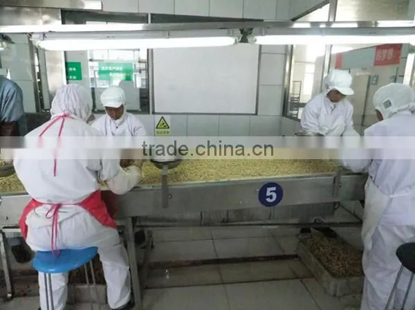High Demand Export Products Fried and Salted Peanuts Canned Roasted Salted Peanuts photo-5