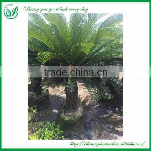 Cycas Revoluta With Cocopeat