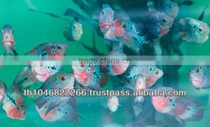 Flowerhorn Fish Farm and Wholesale in Thailand photo-5