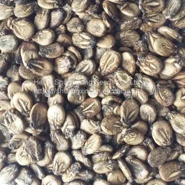 Large-sized Best Seedless f1 Watermelon Seed photo-5