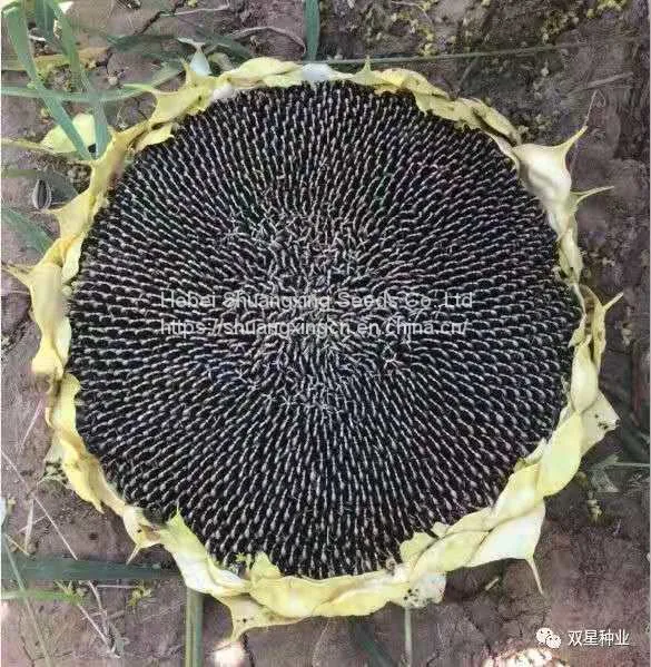 SX No.8 Hybrid Sunflower Seeds for Planting Broomrape Resistant