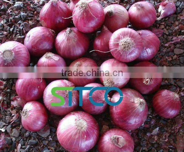 Fresh Golti Onion photo-3