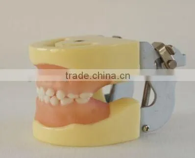 Pediatrics Typodont Teeth Model (20 Teeth) With Removable Screw Teeth photo-2