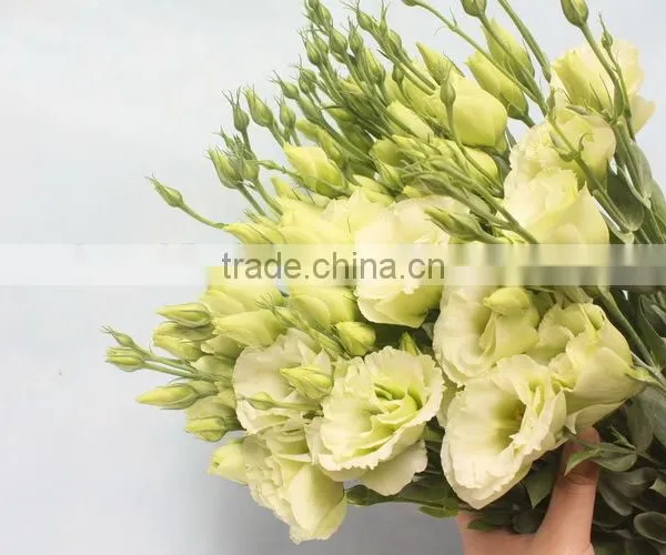 Wide Varieties New Coming Beautiful Hybrid Eustoma Grandiflorum photo-5