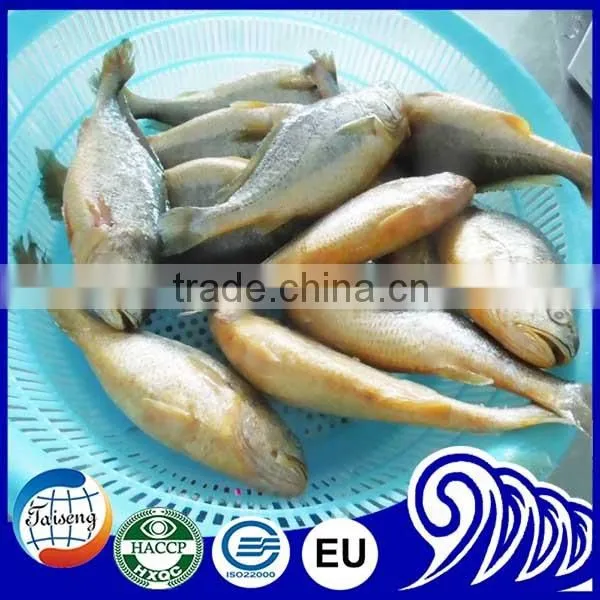 Croaker Fish Seafood Frozen Yellow Croaker Fish Promoting Price photo-4