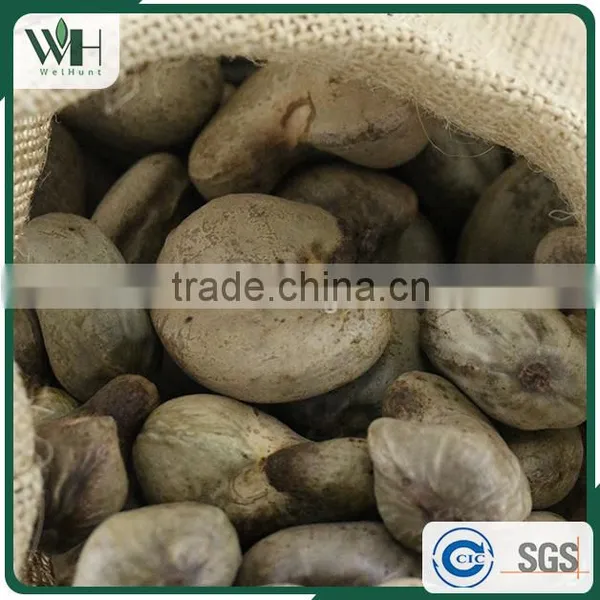 2016 Newest Cambodia Shell Attached Cashew Nut photo-2