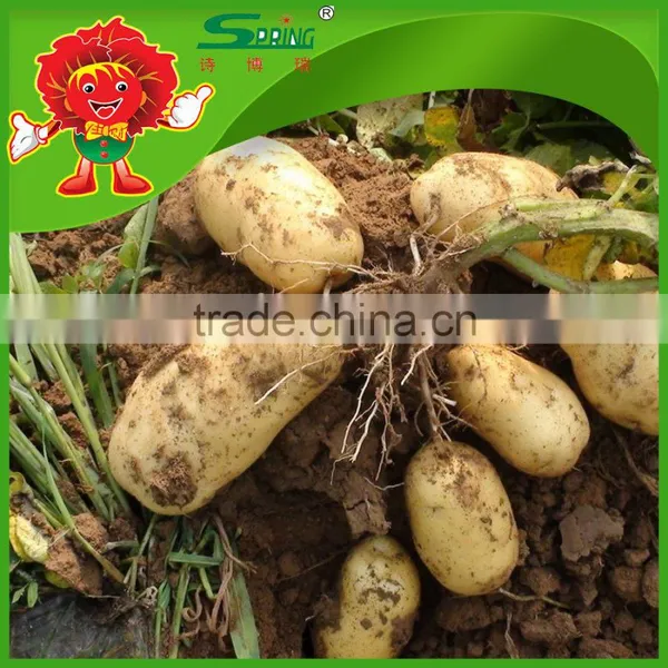 Fresh Potato Factory China Wholesale High-end Vagetables