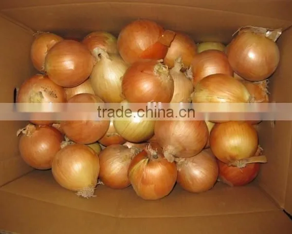 2015 Fresh Onion Specification in Cheaper Price From Shandong photo-3