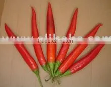 Egypt Red Hot Pepper