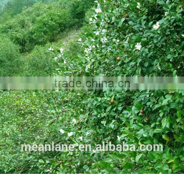 no Fertilizer & no Pesticide Camellia Oil Seed/tea Seed USDA NOP Organic Certificate photo-6
