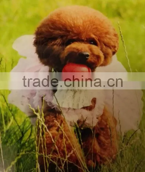 EVA Foam Dog Pet Products Pet Toy Pet Balls photo-4