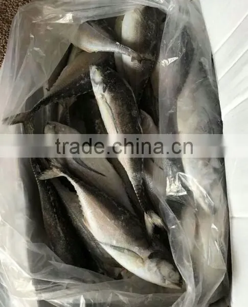 Whole Fish Frozen Jack Mackerel photo-4