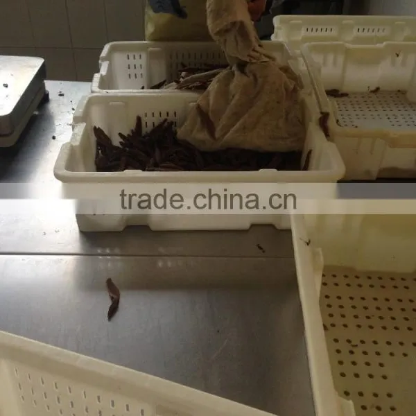 Spain Processing Way Salted Anchovy Fillets photo-4