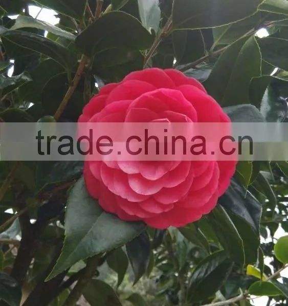Camellia Japonica Tree Plant photo-5