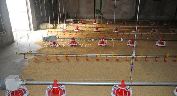 Chicken Pan Feeding System photo-3
