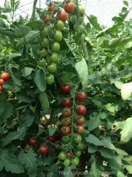 Cherry Tomato Seeds Hot Tomato Greenhouse Plant Tomato Seeds No.70 photo-4