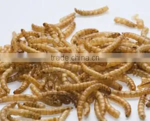 Dried Insect for Birds Fish Food