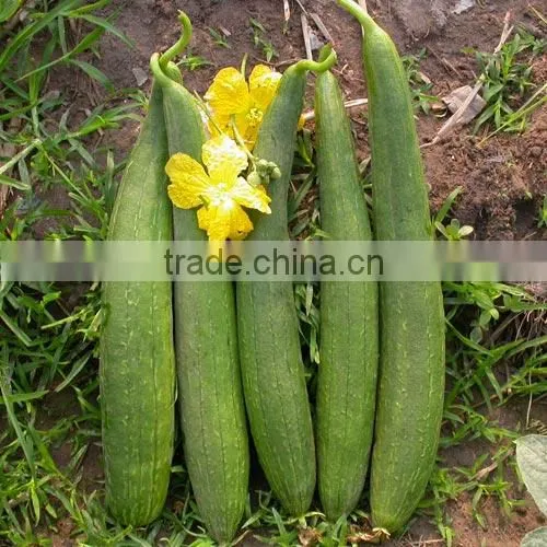 Snake Gourd