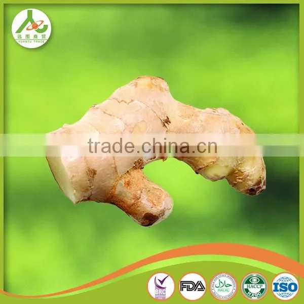 Professional Ginger Supplier Fresh Old Ginger photo-4