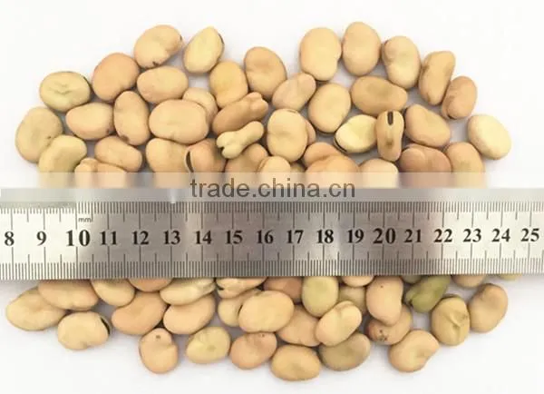 Hot Sale Big Size Broad Beans for Hot Sale With Free Sample for You photo-2