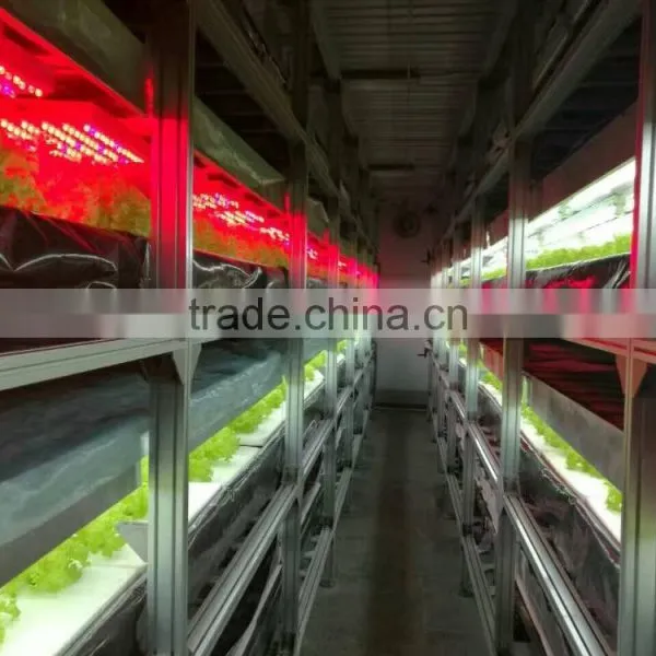 Greenhouses For Vegetables photo-4