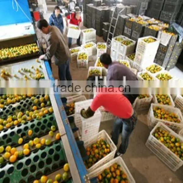 Automatic Fruit and Vegetable Washing Waxing and Grading Machine photo-3