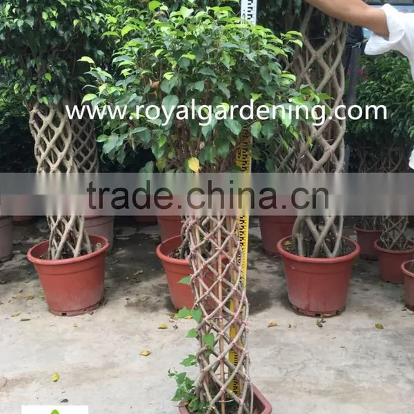 Ficus Cage Ficus Benjamina High 110-200cm photo-2