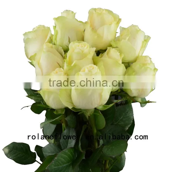 Newest Dubai Fresh Flower Importers Artificial Rose Plant Peach Avalanche Rose for Home Farms Directly Supply photo-6