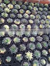 Echeveria Black Prince Variegated
