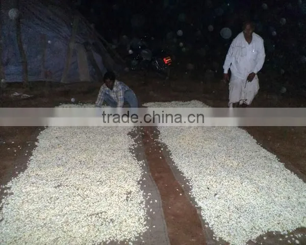 Jasmine Sambac Oil photo-3