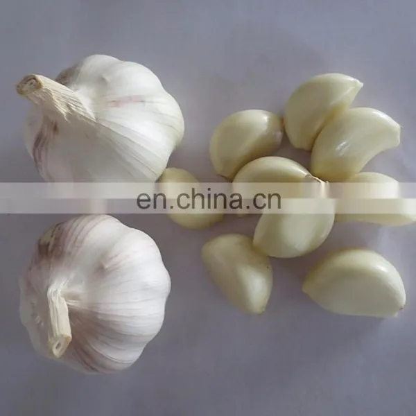 High Quality Garlic Peeling Machine / Garlic Skin Removing Machine photo-4