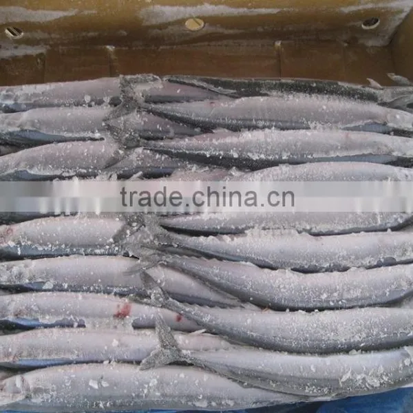 Seafrozen Pacific Saury wr photo-2