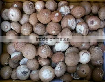 Betel Nut