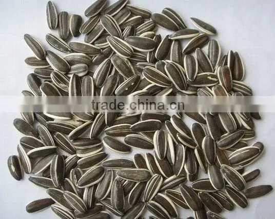 New Crop High Quality Chinese Sunflower Seed 5009/3638/0409/363 on Promotion for Europ photo-4