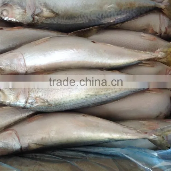 Frozen Mackerel Caught by Light Seine 300-400g photo-3