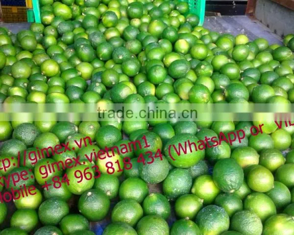 Fresh Lemon High Quality Seedless Gimex 2015 photo-2