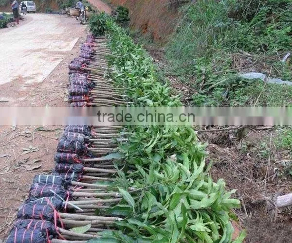 Mango Tree Seedling Mangifera Indica Tree Seedlings photo-6