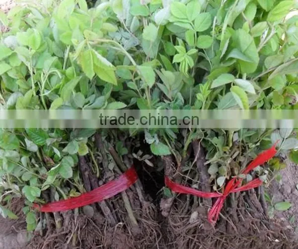 Multi Color Roses Seedlings photo-2